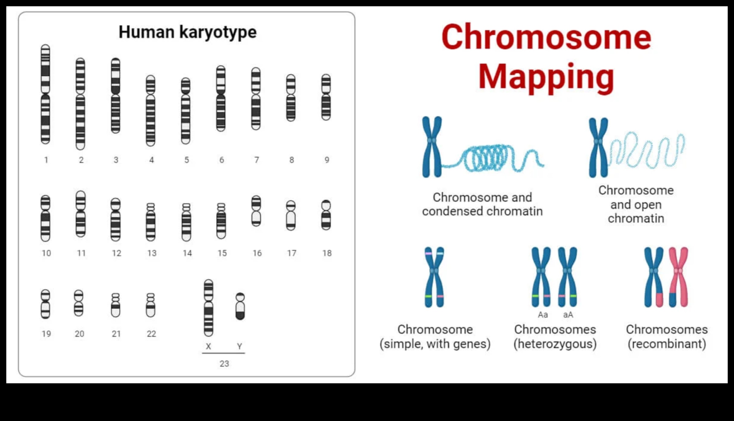 Jūsu gēnu kartēšana: Nutrigenomika personalizētam uzturam