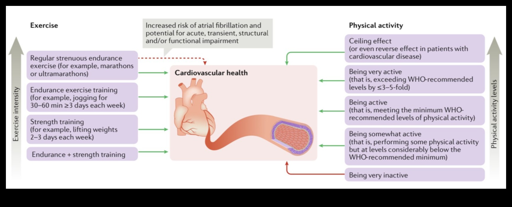 Sirds un asinsvadu gaviles: veselības cildināšana, vingrojot