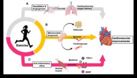 Sirds un asinsvadu gaviles: veselības godināšana, vingrojot